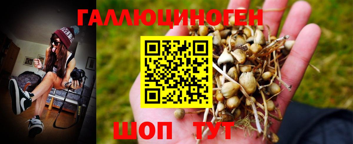 Галлюциногенные грибы Psilocybe Троицк